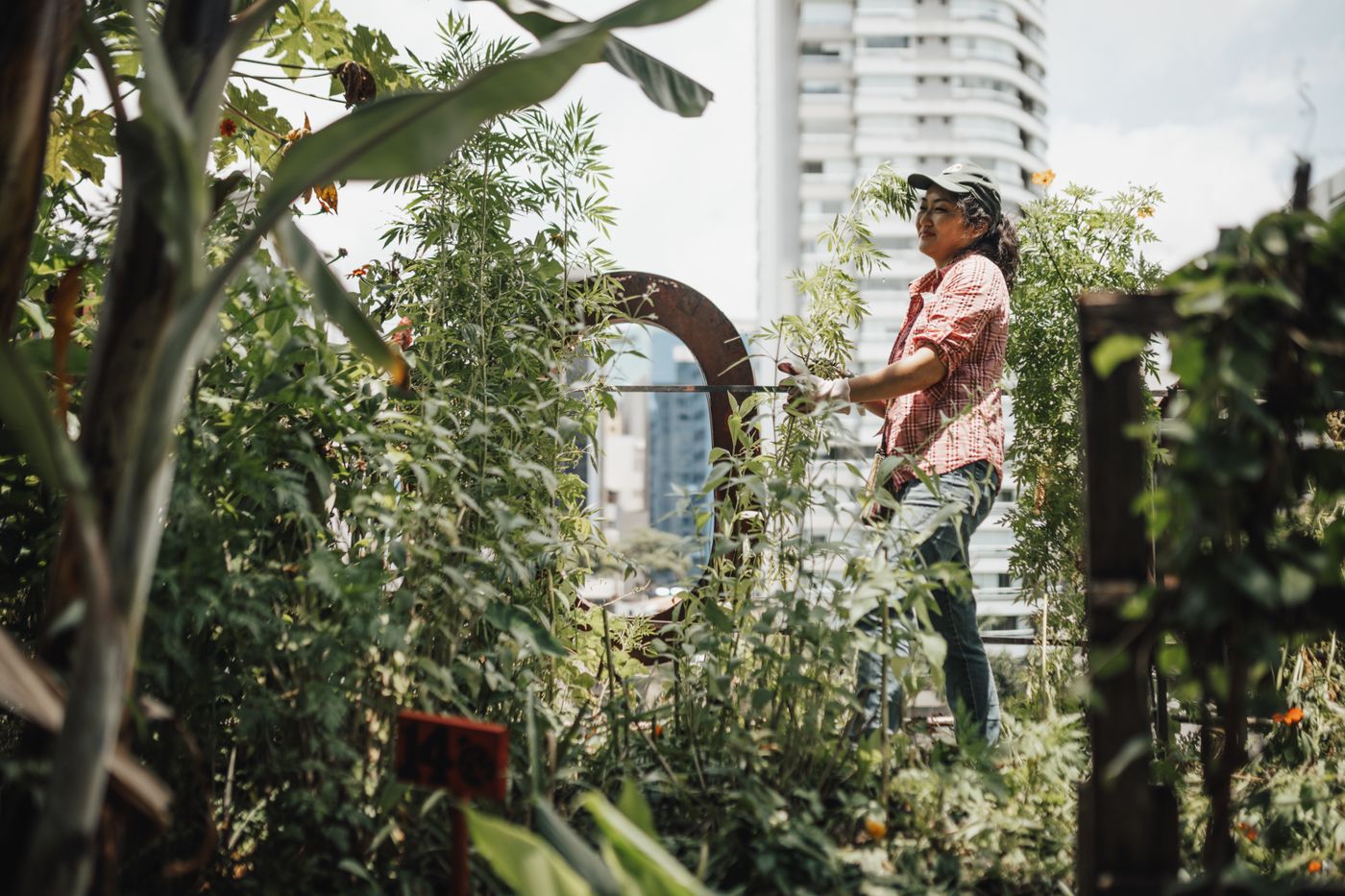 Gardener tending a lush rooftop vegetable garden surrounded by city buildings